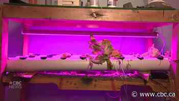 Sask. man shows off in-house hydroponics setup