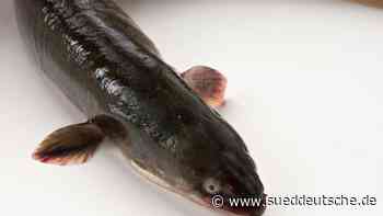 Naturschutz - Lampertheim - Europäische Flussaale werden im hessischen Rhein ausgesetzt - Wissen - Süddeutsche Zeitung - SZ.de
