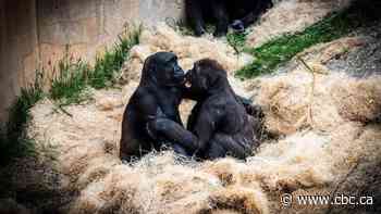 6-year-old gorilla, Kimani, in 'serious to critical condition' after cancer diagnosis, says Calgary Zoo