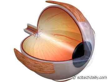 Research Confirms Benefit of Supplements for Slowing Vision Loss From AMD