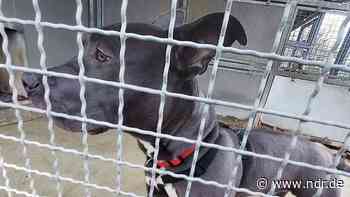 Pitbull aus Tierheim in Helmstedt gestohlen - NDR.de