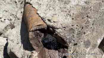 Prehistoric find in the backyard has Leduc County family excited, looking for more - CTV News Edmonton