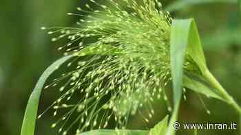 L’erba infestante che tutti odiano è un ottimo diuretico - INRAN