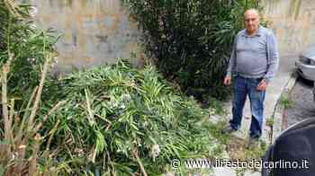 "Erba incolta, insetti e ratti in via Cingoli" - il Resto del Carlino