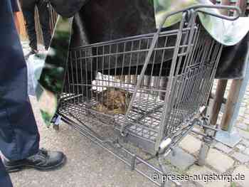 Viel los bei der Berufsfeuerwehr Augsburg | Die Einsätze im Überblick | Presse Augsburg - Presse Augsburg