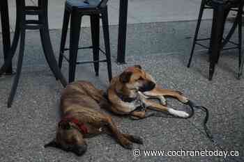 Red tape removed for allowing dogs on patios in Cochrane - Cochrane Today