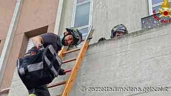 Maranello, Carpi e Modena, per i vigili del fuoco è il giorno degli animali: salvati due gatti e un riccio - La Gazzetta di Modena