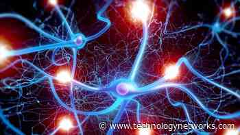 Species-Specific Differences in Neuron Architecture Explored Using Microscopy - Technology Networks