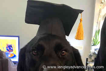 Guide dog gives teen her independence – Langley Advance Times - Langley Advance Times