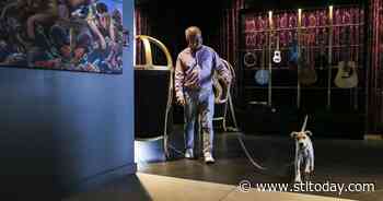 Dash, the hotel dog, is newest ambassador in helping shelters find foster homes - St. Louis Post-Dispatch