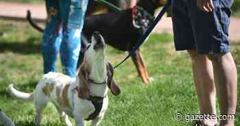 PHOTOS: Doggie Dash 5K Run/Walk for All Breeds Rescue & Training - Colorado Springs Gazette