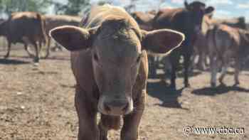 Sask. cattle producers ask feds for province-wide tax deferral as climate conditions force herd sales
