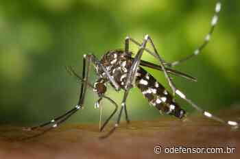 Casos positivos de Dengue aumentam em Taquaritinga de um dia para outro - O Defensor