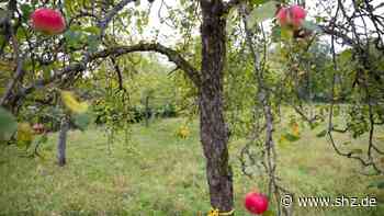 Natur- und Umweltschutz: Baumschutz: Das plant die Politik in Schenefeld - shz.de