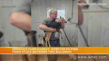 Webster police rescue fawn trapped between two buildings