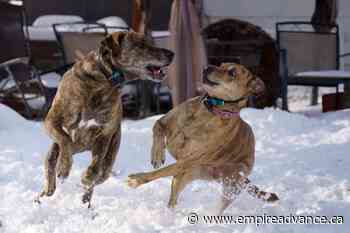 MURCE AERIAL SERVICES - Virden Empire Advance