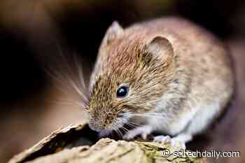 New Type of Coronavirus Discovered in Rodents - SciTechDaily