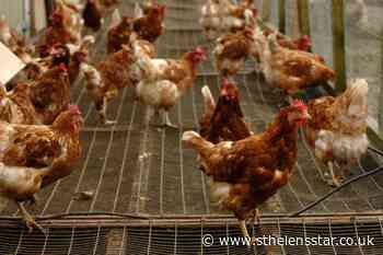 Research reveals when and how chickens were domesticated - St Helens Star