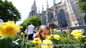 Am Samstag ist in Ulm der Tag der Rose