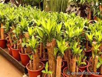 Como cultivar Dracena pau d’agua? Veja dicas para cuidar da planta - EmaisMT