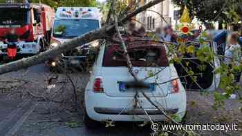 Albero crolla e colpisce auto in transito, transennata la piazza