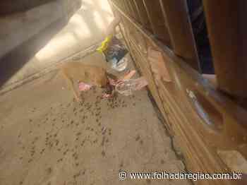 Morador do bairro Monte Líbano, em Birigui, é multado por maus tratos a animais - Folha da Região