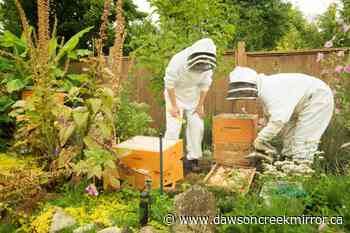 'Higher than historical losses': B.C. bees face growing threat of deadly virus - Dawson Creek Mirror