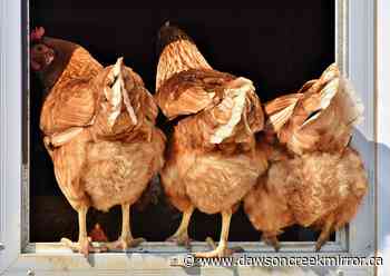 Avian Flu reaches PRRD through small flock of poultry - Dawson Creek Mirror