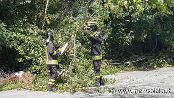 Vigili del Fuoco in azione: alberi sulla Sostegno-Crevacuore, un palo telefonico si inclina ad Andorno - newsbiella.it