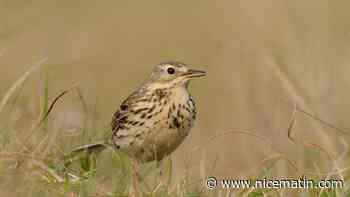 Oiseaux, reptiles, amphibiens, plantes, ... Dans son inventaire, Lancôme recense près de 300 espèces sur son Domaine de La Rose à Grasse