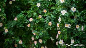 „Tausendjähriger Rosenstock“: Menschen strömen busseweise nach Hildesheim, um das „Rosenwunder“ zu sehen - WELT