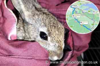 Wild rabbit rescued from car engine after Camber Sands to Plumstead trip