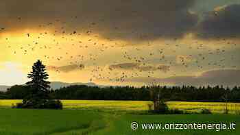 Biodiversità: la perdita è inarrestabile. Gli scienziati parlano di estinzione di massa, bisogna agire - Orizzontenergia