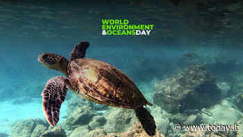 Sesta estinzione di massa: quali sono gli scenari? - Today.it