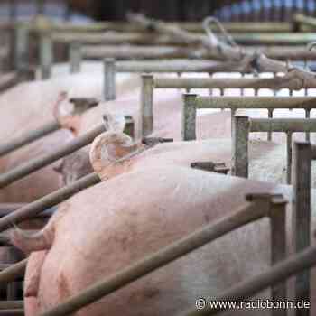 Fünfstufige Kennzeichnung für bessere Tierhaltung geplant - Radio Bonn / Rhein-Sieg - radiobonn.de