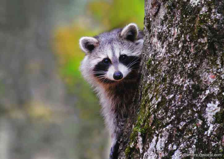 Two Rabid Raccoons Found In Anne Arundel County, Officials Say