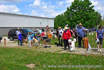 Lions Walk for Dog Guides in Fergus raised more than $6000 - Wellington Advertiser