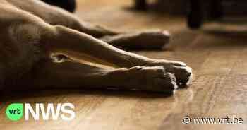 Dierenarts waarschuwt voor mogelijke dierenbeul in Zemst: "Twee honden op paar dagen tijd dood na wandeling" - VRT NWS