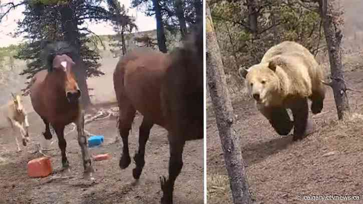 Alberta video shows grizzly bear chasing after heard of wild horses