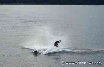 Orca hunting seals off B.C. turns into a ‘once in a lifetime event’ for photographer