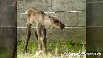 Calgary Zoo welcomes woodland caribou calf | CTV News - CTV News Calgary
