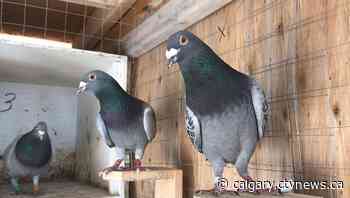 Calgary pigeon racers anxious to take back the sky | CTV News - CTV News Calgary