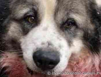 Siena, cane legato ad un albero e preso a fucilate - Corriere Fiorentino