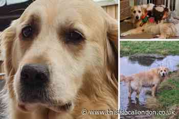 Chingford golden retriever Megan wins photo competition
