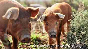 Schweinefleisch: Neues Kennzeichen für Tierhaltung im Stall