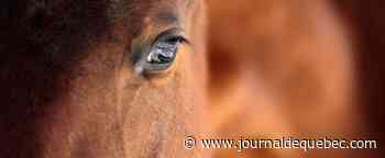 France: ouverture du procès d'une escroquerie européenne sur la viande de cheval