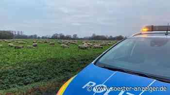 Polizei erhält ungewöhnlichen Notruf: Plötzlich hüten die Beamten 150 Schafe - soester-anzeiger.de