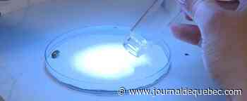 La maladie de Lyme étend ses griffes au Québec