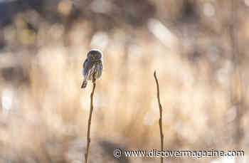 An Extinct Owl Once Hunted by Day