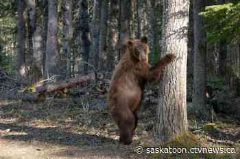 'I had a jolt of adrenaline': Sask. man's brush with bear captured on video